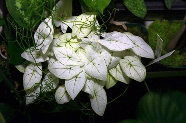 Caladium humboldtii v. Marcel