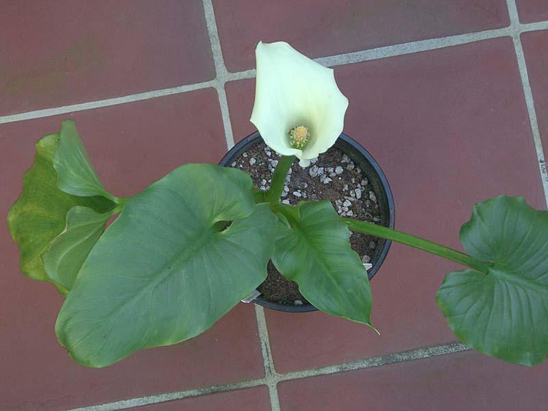 Zantedeschia odorata