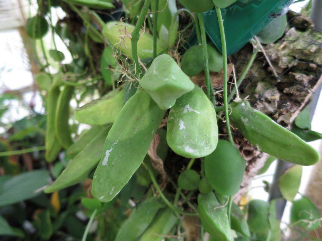 Dischidia rafflesiana