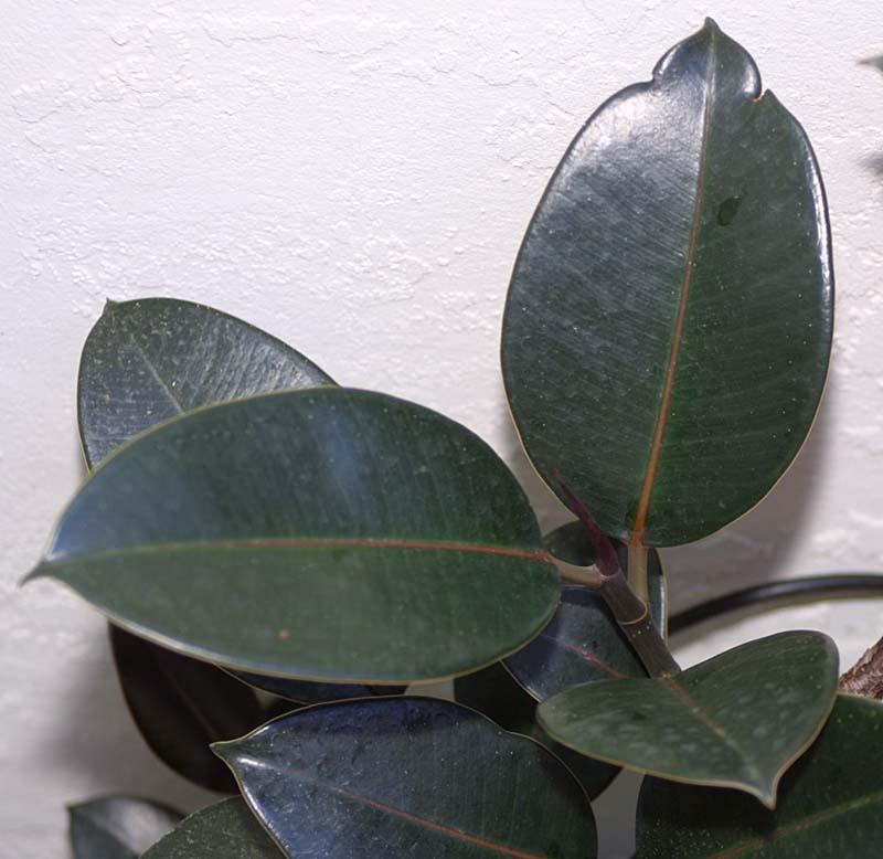 Ficus elastica Burgundy