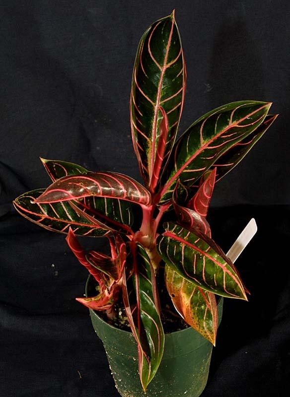 Aglaonema x Thai Hybrid