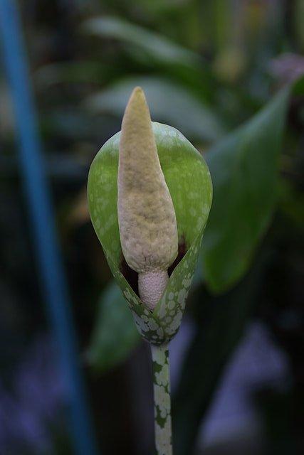 Amorphophallus dunnii
