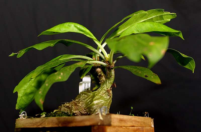 Myrmecodia platytyrea