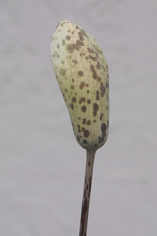 Amorphophallus tenuispadix