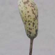 Amorphophallus tenuispadix