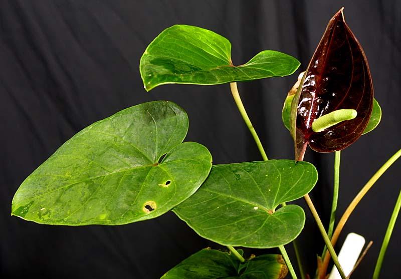 Anthurium cabrerense