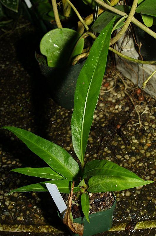 Anthurium lucidum