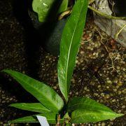 Anthurium lucidum