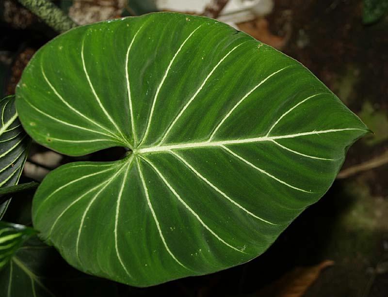 Philodendron gloriosum