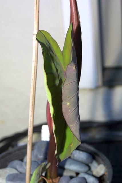 Colocasia esculenta Black Magic
