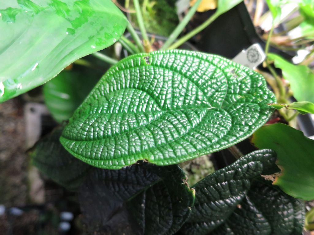 Piper sp.