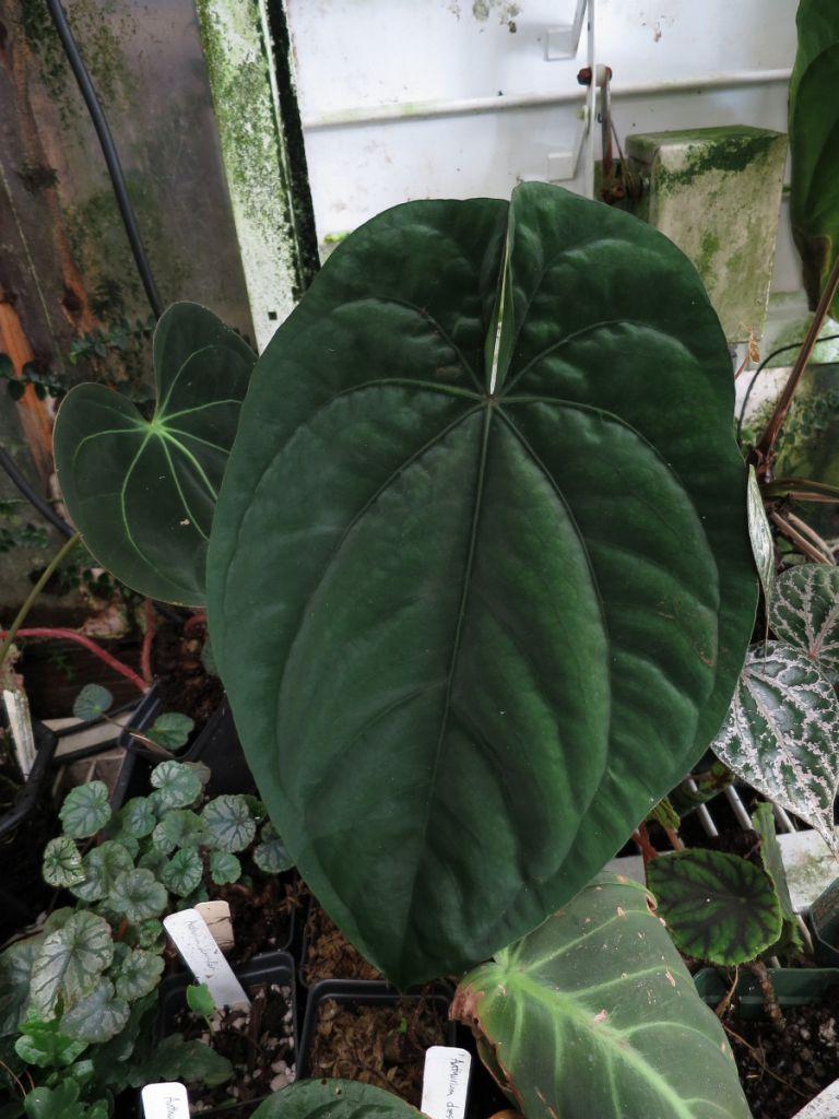 Anthurium dressleri