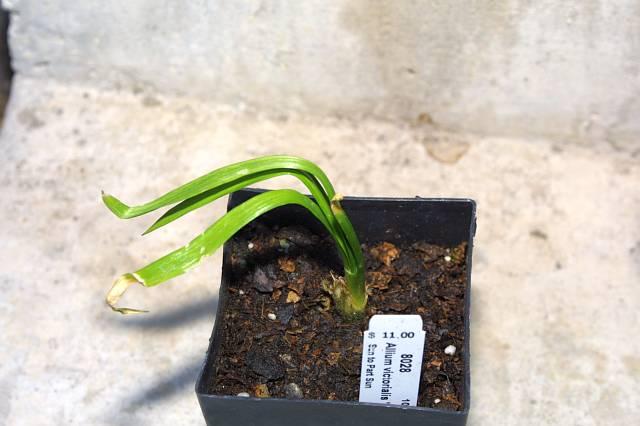 Allium victoralis Cantabria