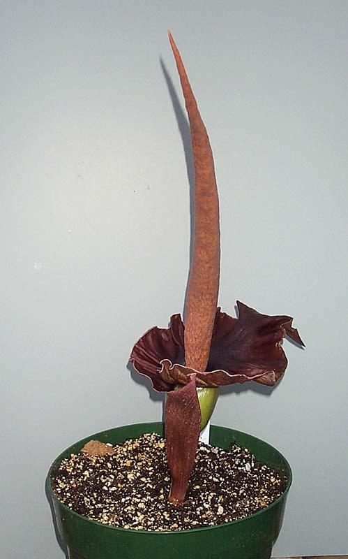 Amorphophallus henryi