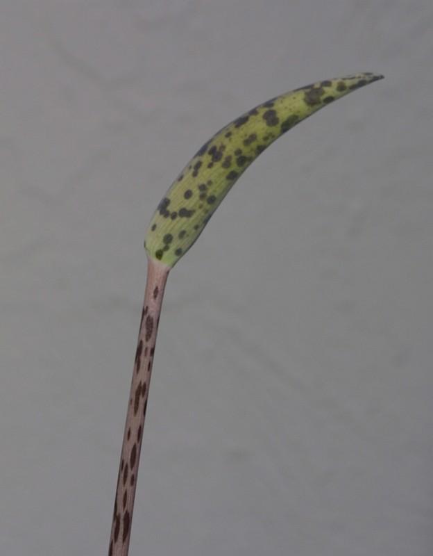 Amorphophallus tenuispadix