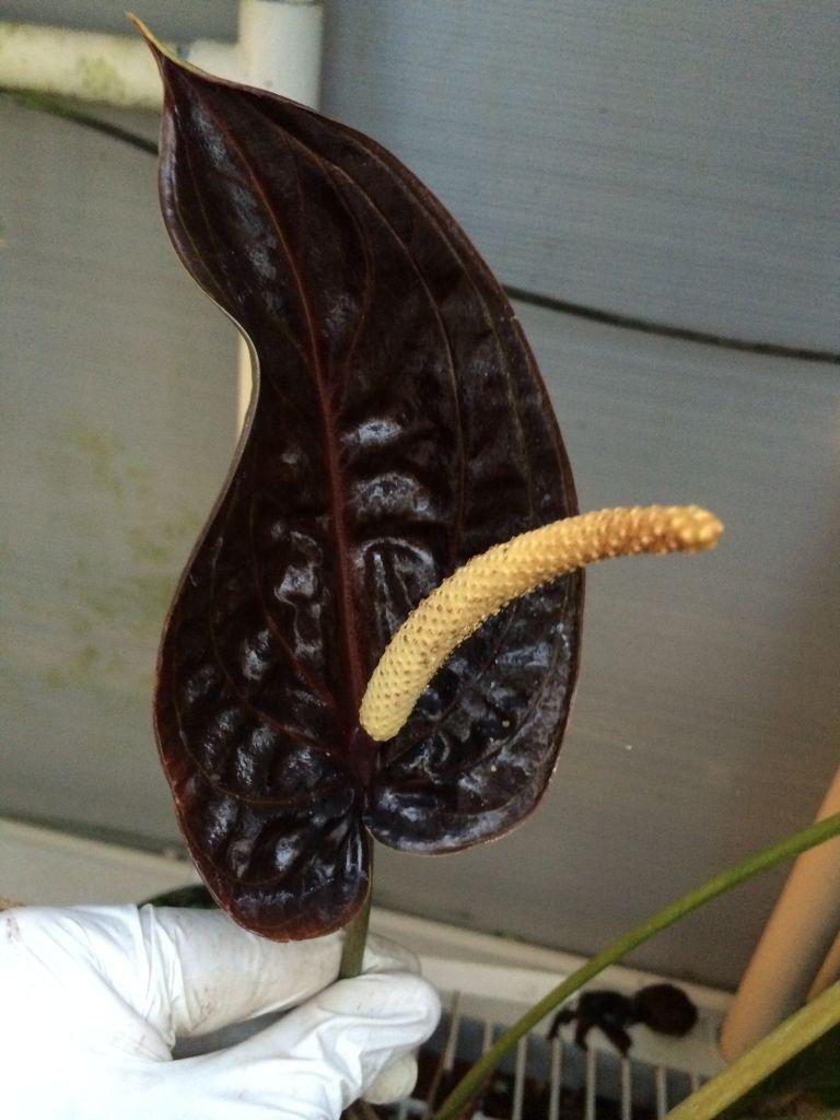 Anthurium cabrerense