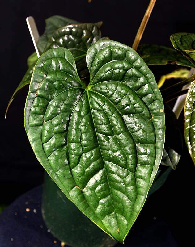 Anthurium luxuriens