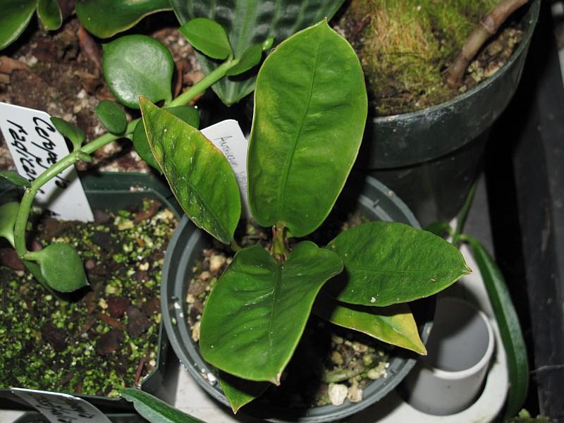 Anthurium superbum