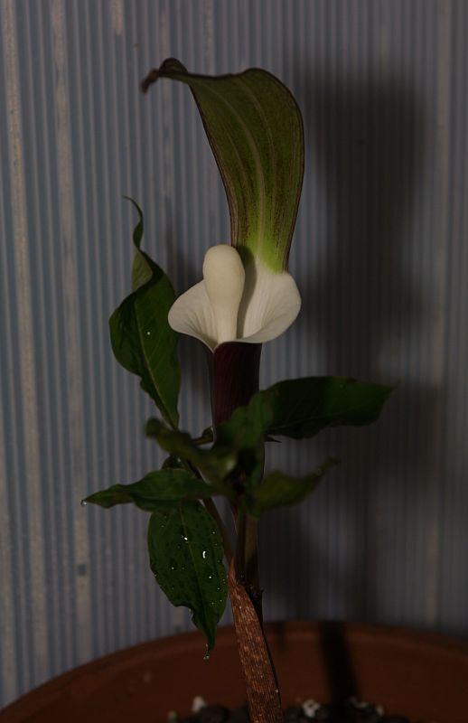 Arisaema sikokianum