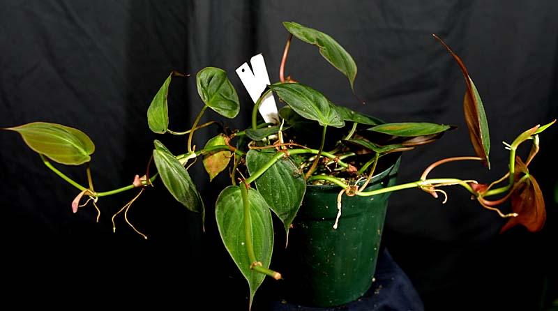 Philodendron hederaceum micans