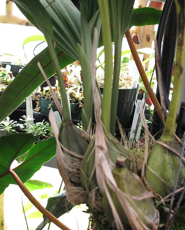 Stanhopea embreei