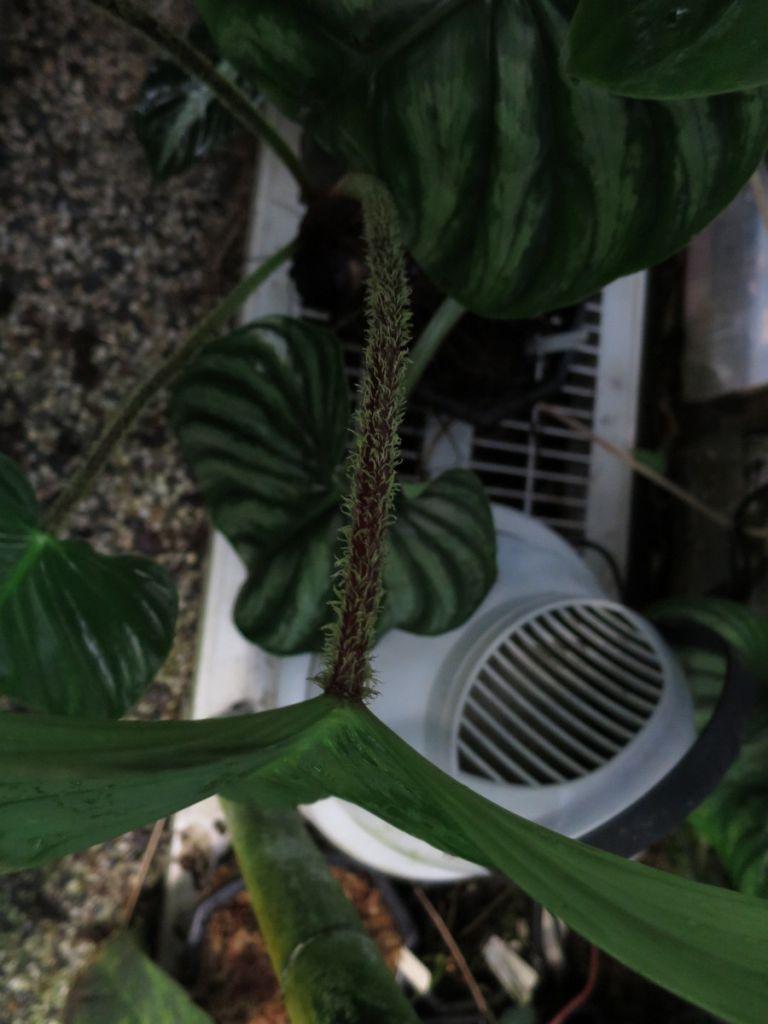 Philodendron malesecvichiae
