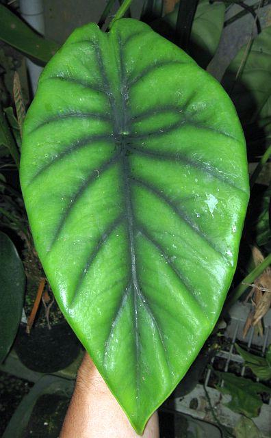 Alocasia clypeolata